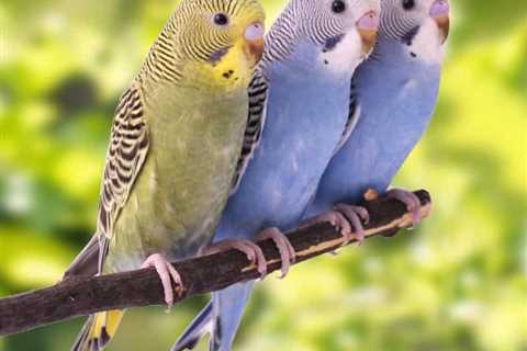 How Long Do Parakeets Live on Average?