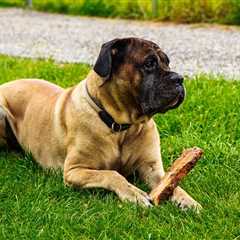 7 Strategies to Stop Your Cane Corso’s Resource Guarding