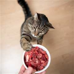 The Way You Feed Your Cat Can Impact His Wellbeing
