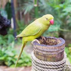 I Have a Picky Indian Ringneck Bird What Would You Recommend?
