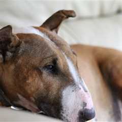 7 Strategies to Stop Your Bull Terrier’s Resource Guarding