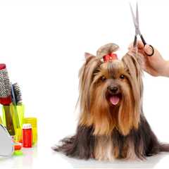 11 Best Dog Grooming Scissors 2024 – Reviews and Buyer’s Guide