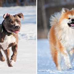 The Ultimate Pitbull vs Akita Comparison Guide [Scruffy Doggo or Fluffy Fido?]