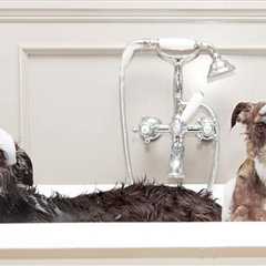 Best Dog Shampoo for Sensitive Skin 2024 – 10 Top Picks Reviewed