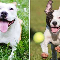 American Staffordshire Terrier vs Pitbull Terrier — Which One’s Better? (Don’t Judge A Dog By Its..