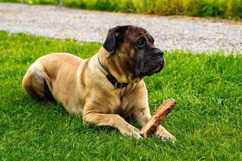 7 Strategies to Stop Your Cane Corso’s Resource Guarding