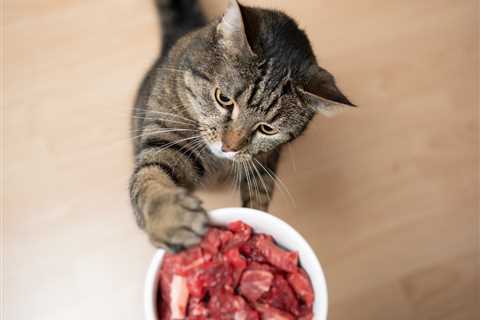 The Way You Feed Your Cat Can Impact His Wellbeing