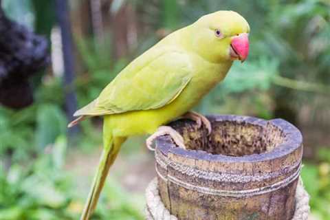 I Have a Picky Indian Ringneck Bird What Would You Recommend?