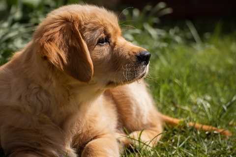 7 Strategies to Stop Your Golden Retriever’s Resource Guarding