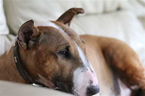 7 Strategies to Stop Your Bull Terrier’s Resource Guarding