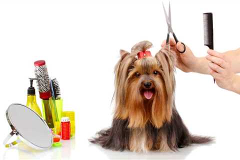 11 Best Dog Grooming Scissors 2024 – Reviews and Buyer’s Guide