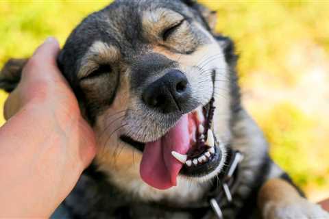 How to Whiten Dogs’ Teeth: Step-by-Step Guide