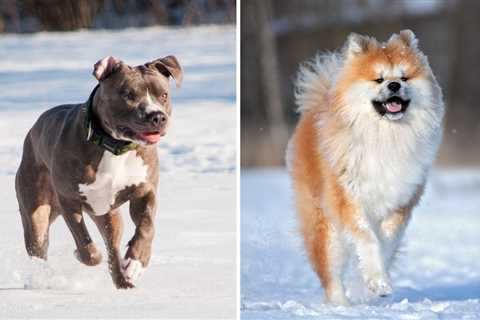 The Ultimate Pitbull vs Akita Comparison Guide [Scruffy Doggo or Fluffy Fido?]