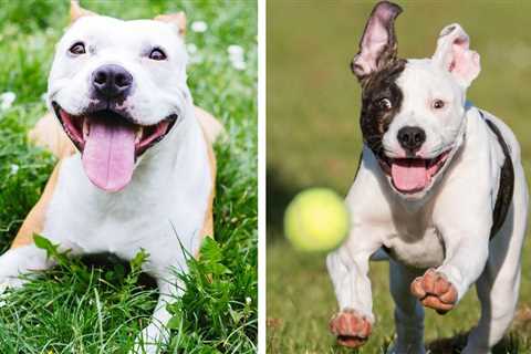 American Staffordshire Terrier vs Pitbull Terrier — Which One’s Better? (Don’t Judge A Dog By Its..