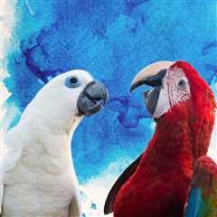 What Goes on in the Minds of Parrots ~ Part 3?