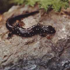 Herp Photo of the Day: Salamander