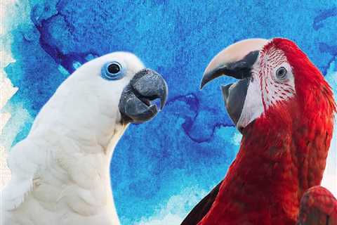 What Goes on in the Minds of Parrots ~ Part 3?