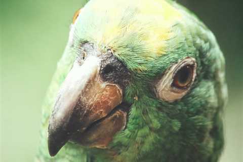 What Do You Really Know About Parrot Speech?