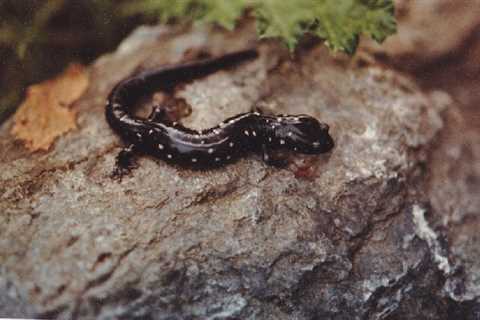 Herp Photo of the Day: Salamander