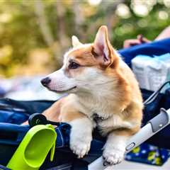 How to Train Your Dog to Love Their Stroller | DogStroller.uk