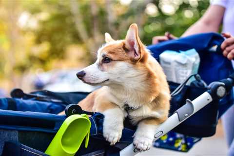 How to Train Your Dog to Love Their Stroller | DogStroller.uk