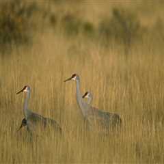 Navigating Conflicts in Livestock Management: Strategies for Success