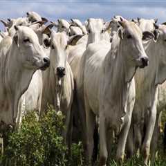Understanding the Risks of Livestock Management: A Comprehensive Overview