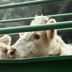 Essential Strategies for Safe Livestock Handling and Transportation