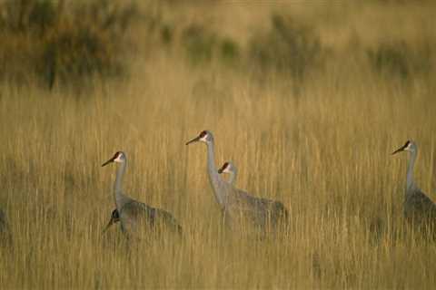 Navigating Conflicts in Livestock Management: Strategies for Success