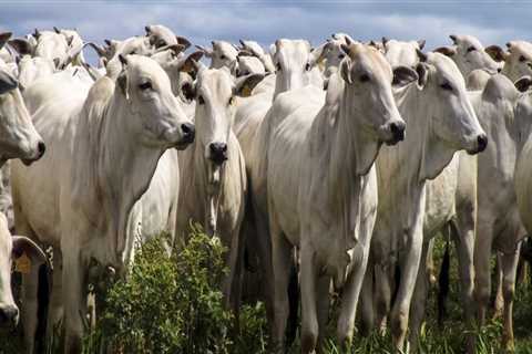 Understanding the Risks of Livestock Management: A Comprehensive Overview